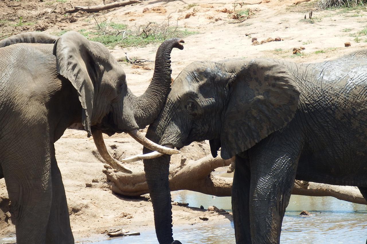 Ndzuti Safari Camp Villa Balule Wildreservaat Buitenkant foto