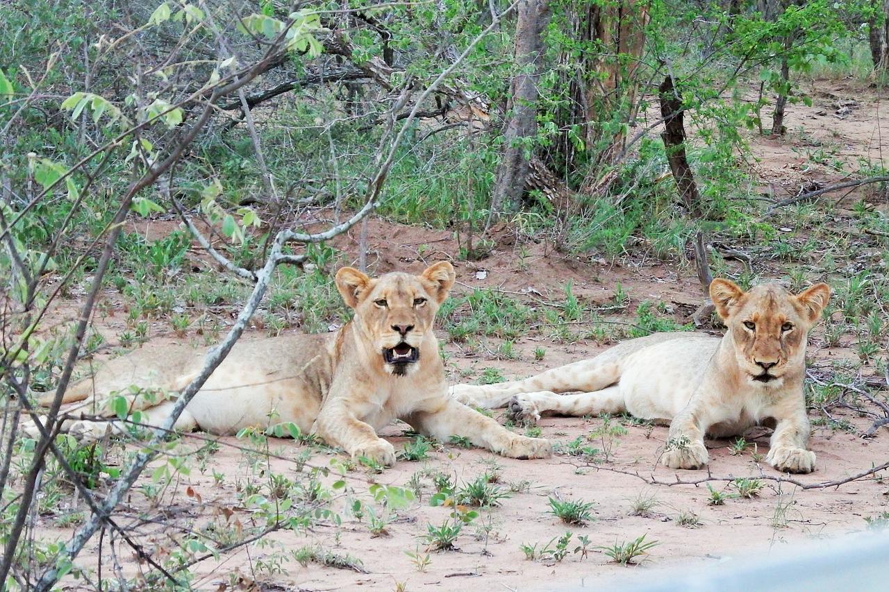 Ndzuti Safari Camp Villa Balule Wildreservaat Buitenkant foto