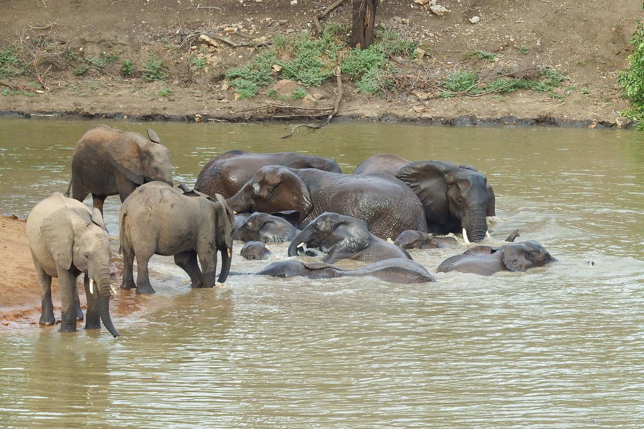 Ndzuti Safari Camp Villa Balule Wildreservaat Buitenkant foto