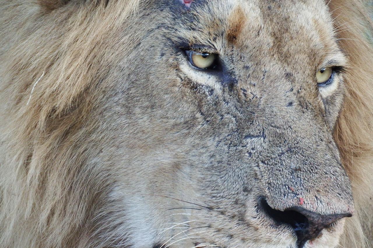 Ndzuti Safari Camp Villa Balule Wildreservaat Buitenkant foto