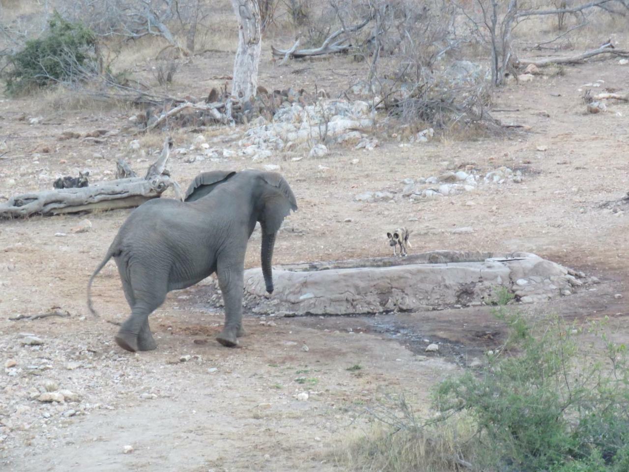 Ndzuti Safari Camp Villa Balule Wildreservaat Buitenkant foto