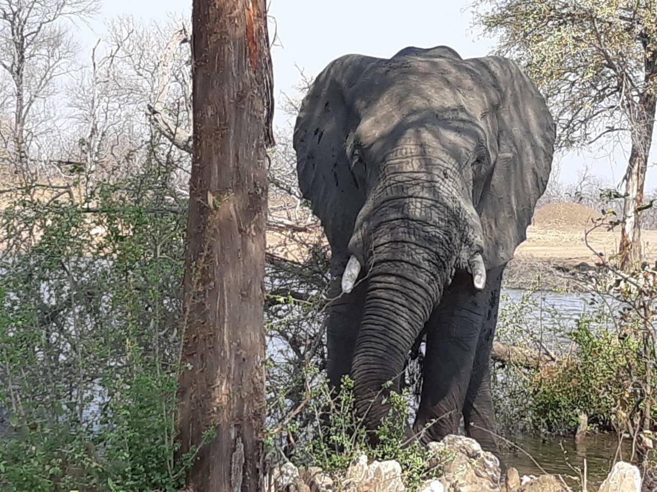Ndzuti Safari Camp Villa Balule Wildreservaat Buitenkant foto