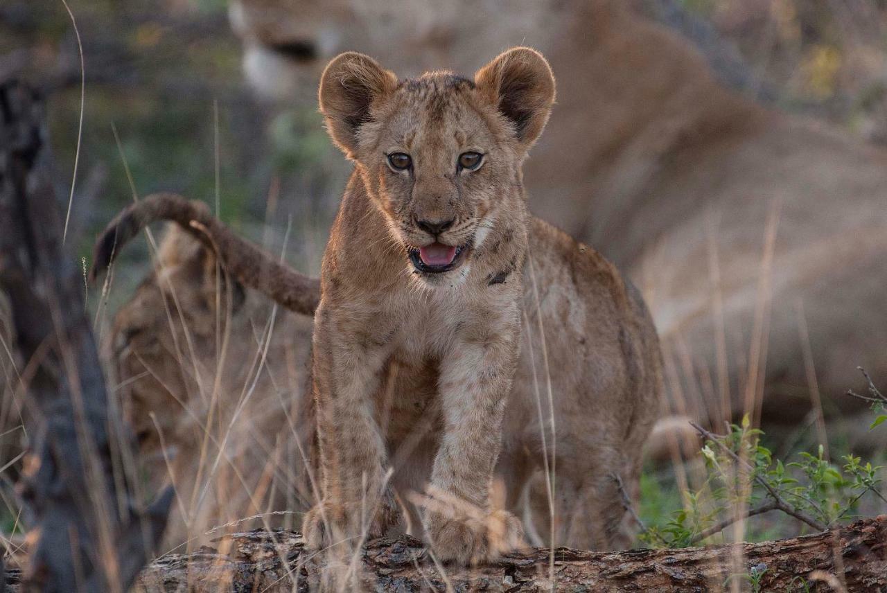 Ndzuti Safari Camp Villa Balule Wildreservaat Buitenkant foto