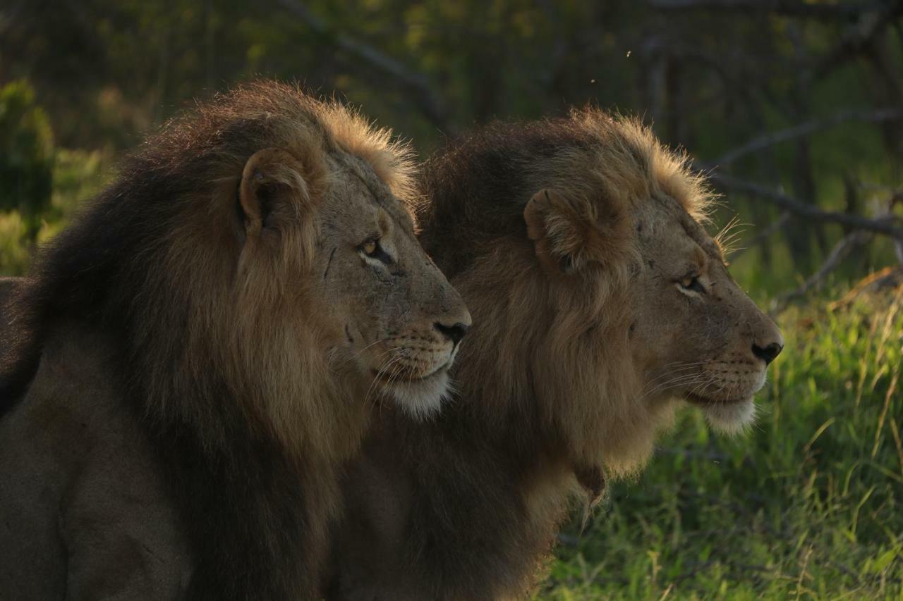 Ndzuti Safari Camp Villa Balule Wildreservaat Buitenkant foto