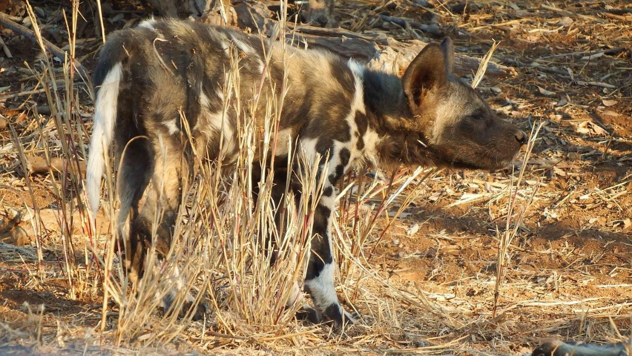 Ndzuti Safari Camp Villa Balule Wildreservaat Buitenkant foto