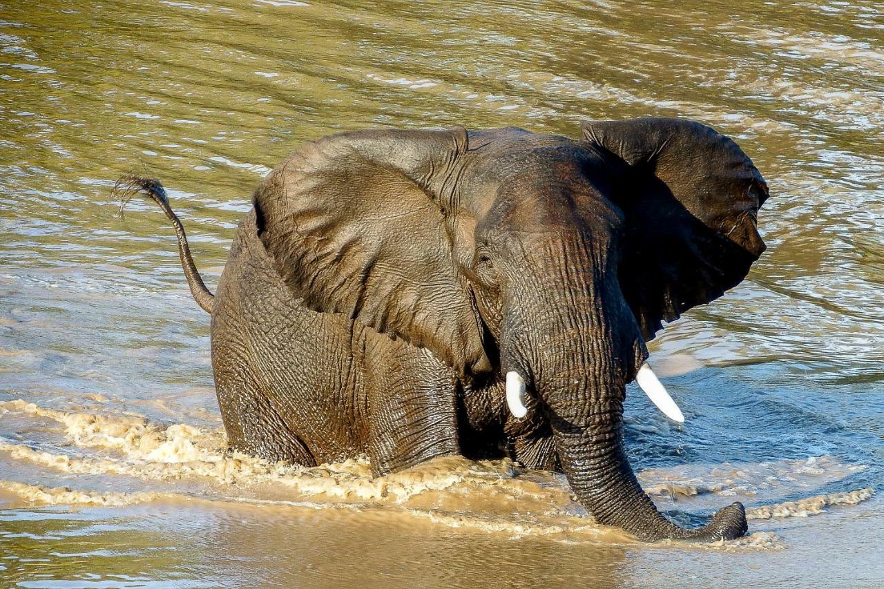 Ndzuti Safari Camp Villa Balule Wildreservaat Buitenkant foto
