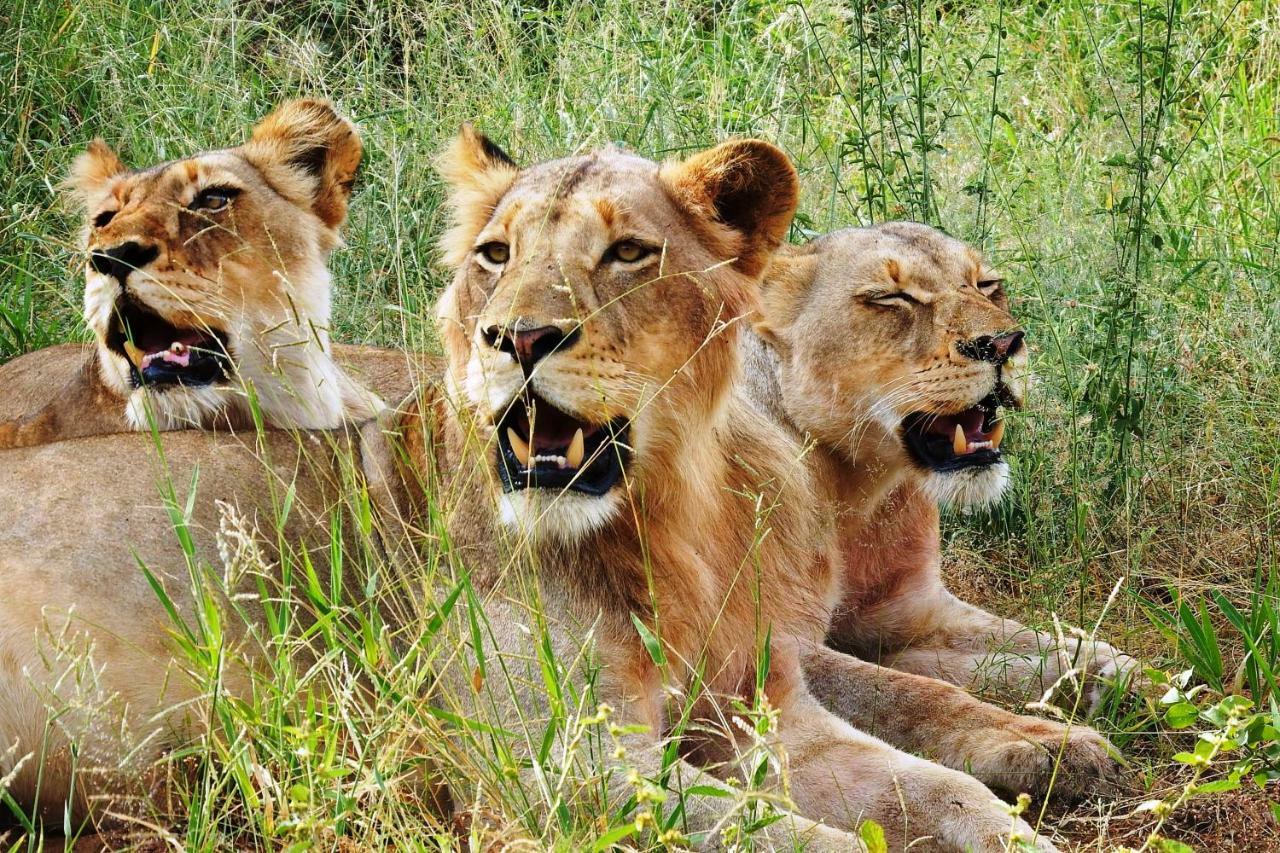 Ndzuti Safari Camp Villa Balule Wildreservaat Buitenkant foto