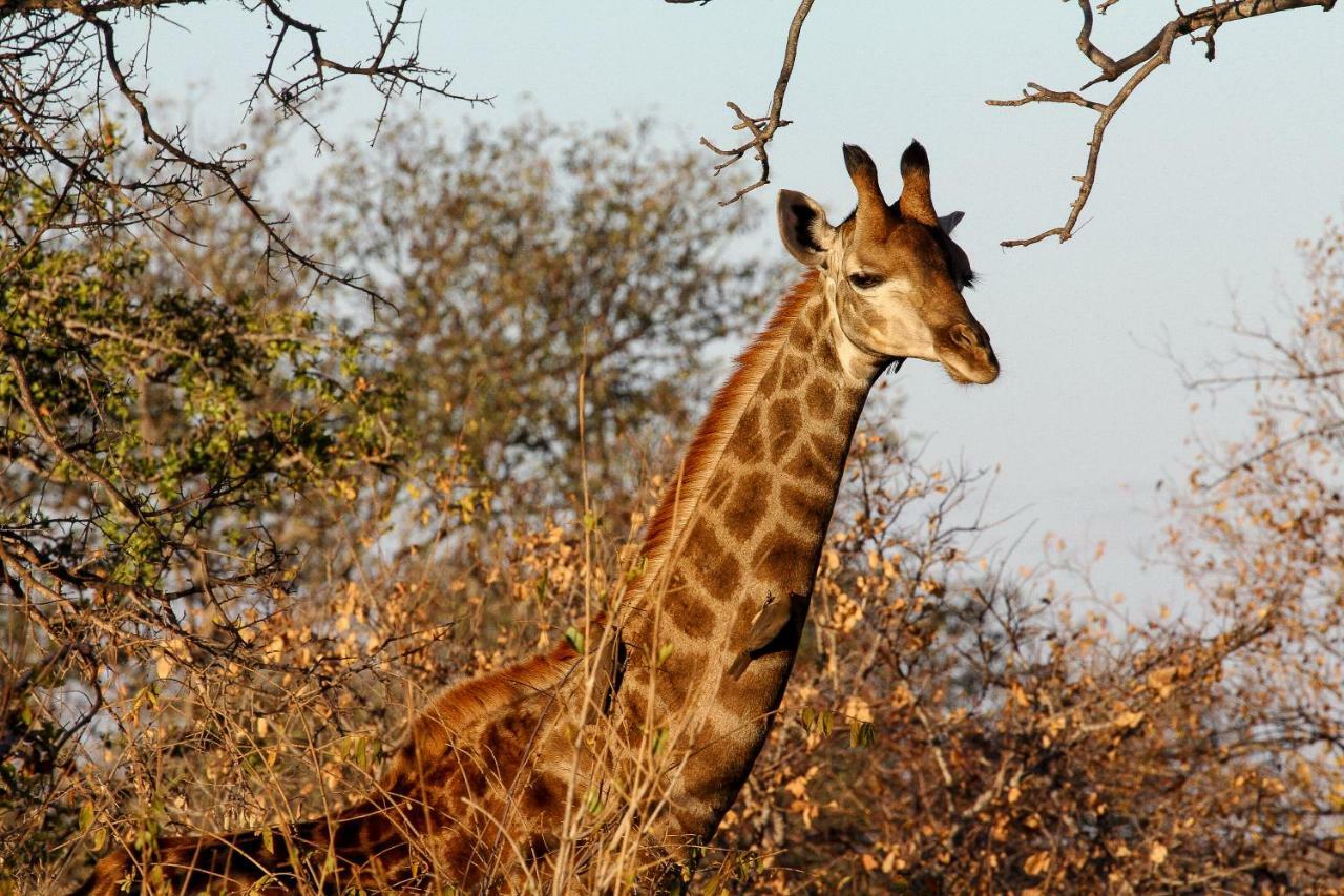 Ndzuti Safari Camp Villa Balule Wildreservaat Buitenkant foto