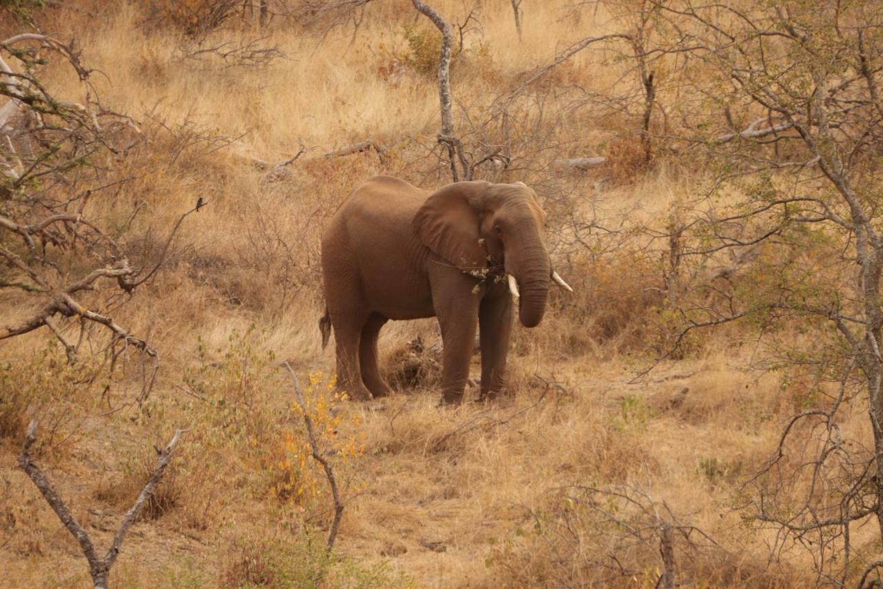 Ndzuti Safari Camp Villa Balule Wildreservaat Buitenkant foto