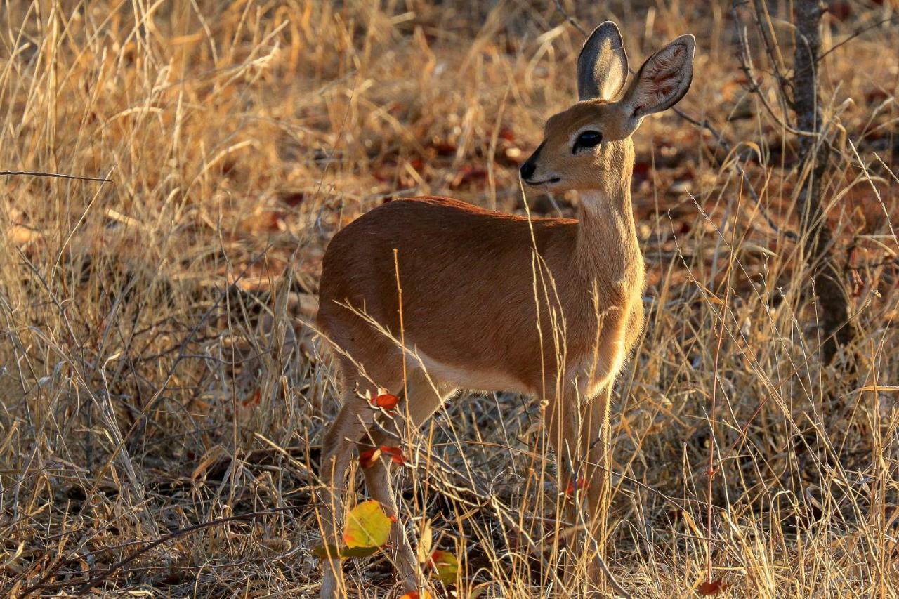 Ndzuti Safari Camp Villa Balule Wildreservaat Buitenkant foto